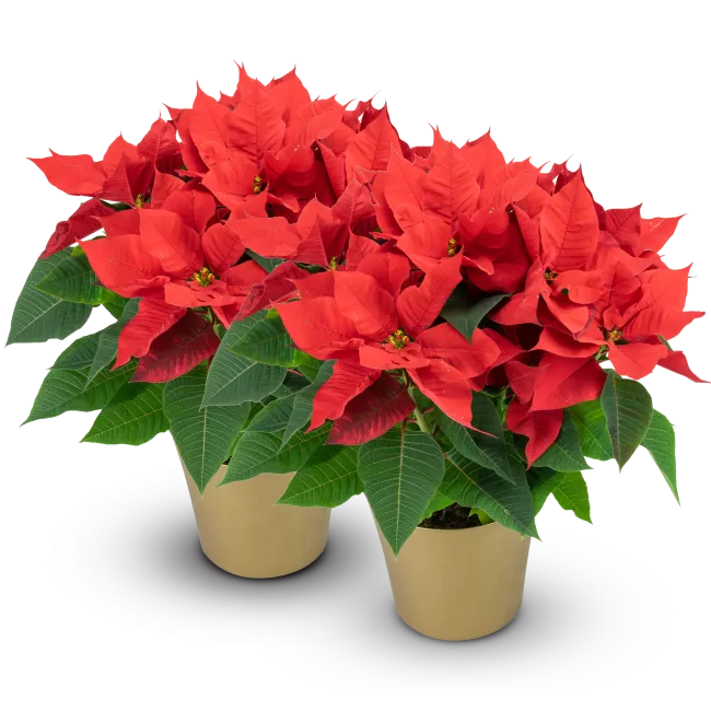 Poinsettia